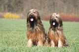 BRIARD 114
